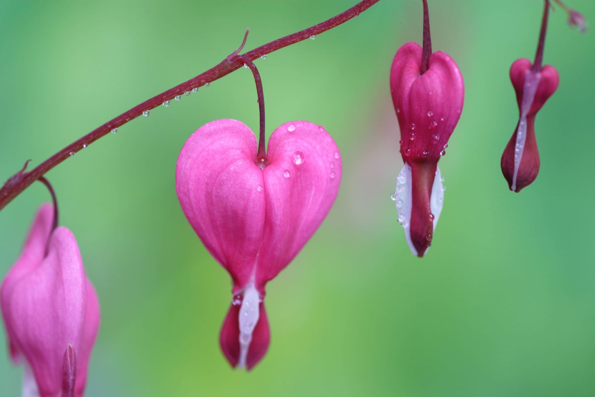 Heart-shaped flowers and leaves mark the season of romance