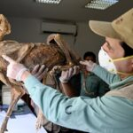 Mystery of cheetah mummy found in cave may help shed light on vanishing cheetah population