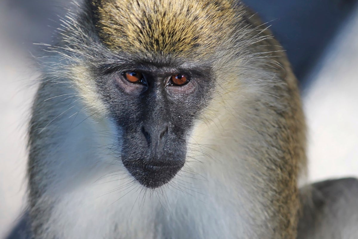 Officials say monkey of unknown origin in St. Louis is on the loose