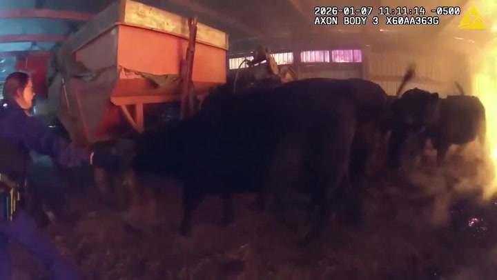 Police rush through burning building to rescue trapped cows