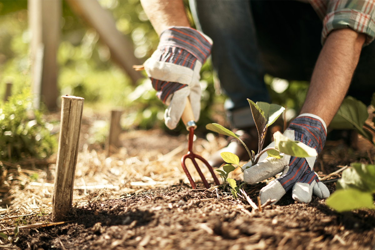 Save 15% on garden essentials with these Crocus discount codes