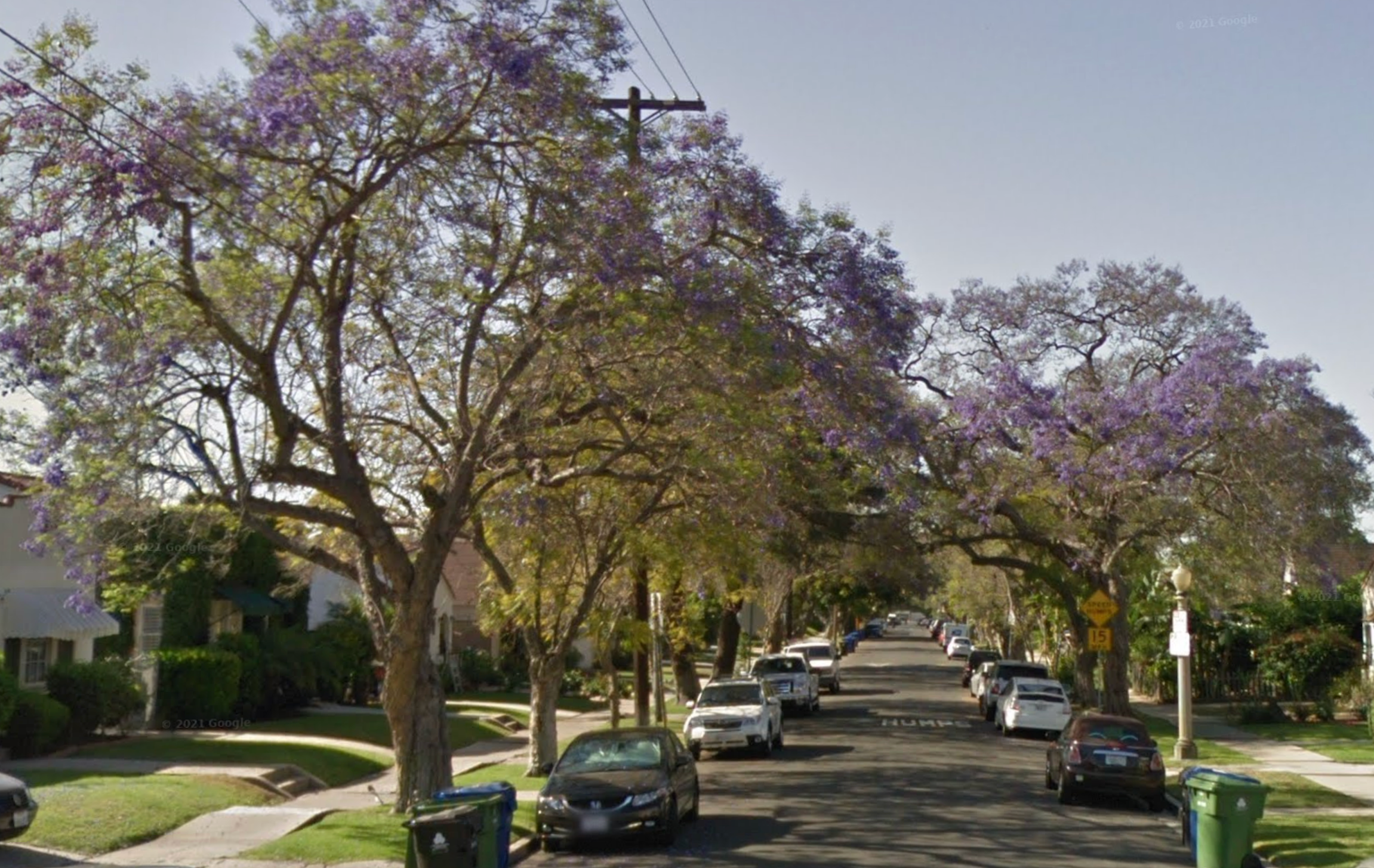 Larchmont Village, a posh area known for its beautiful, tree-lined streets, has reported a rise in the number of sex workers operating in the area