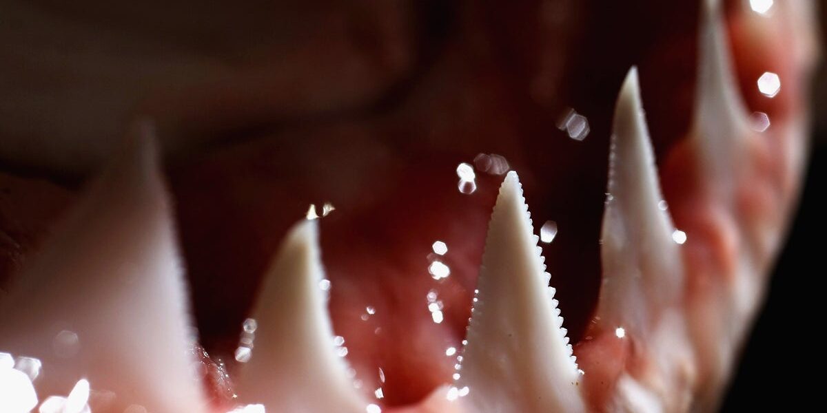 Sharks are known for their terrifying teeth. this may change