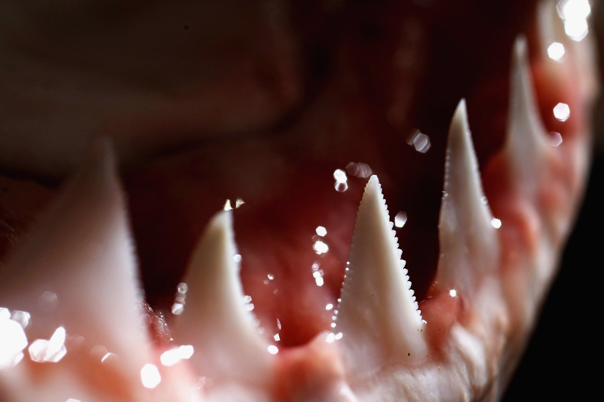 Sharks are known for their terrifying teeth. this may change