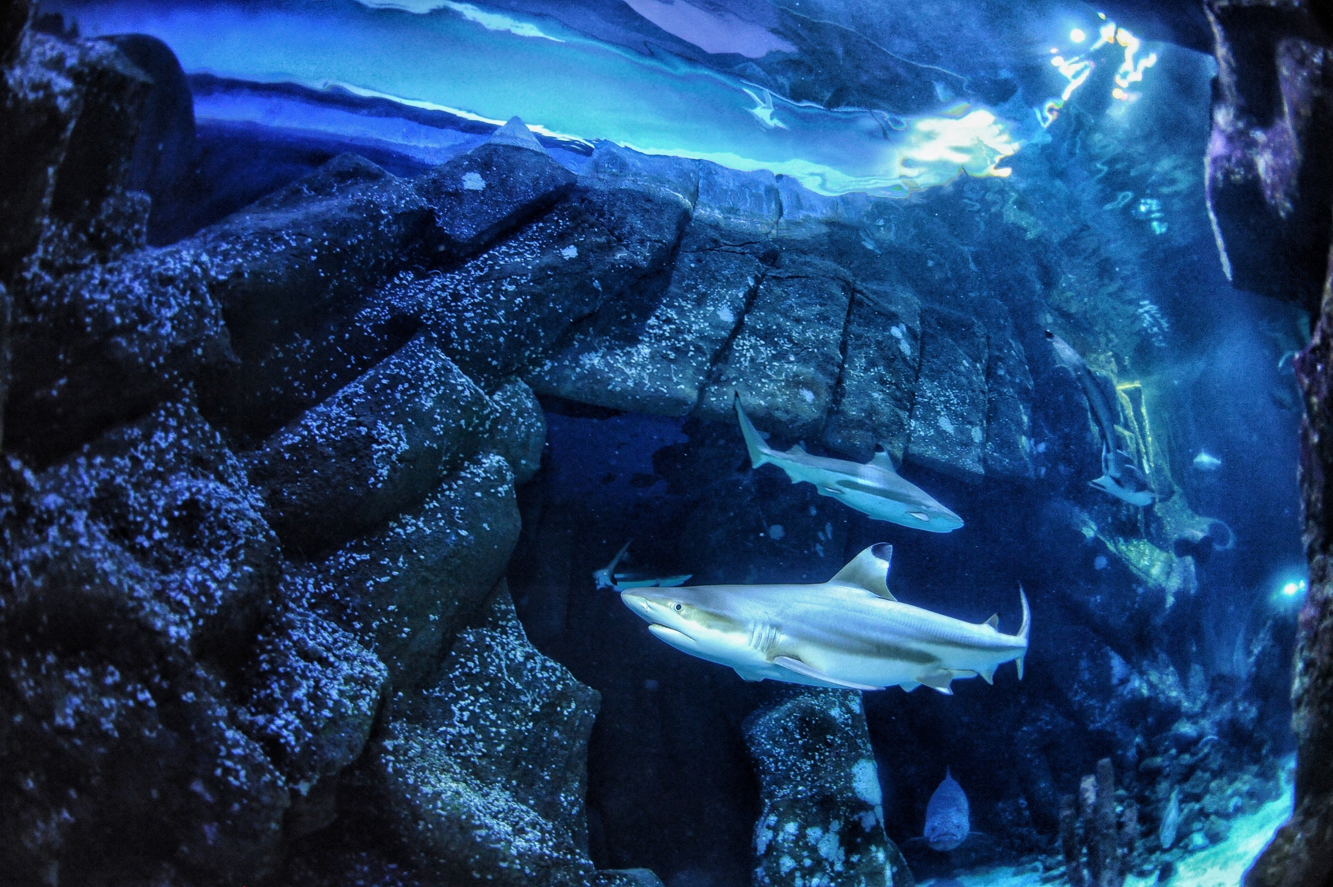 In this undated handout photo provided by Heinrich Heine University Düsseldorf in January 2026, a blacktip reef shark swims at Sealife Oberhausen in Oberhausen, Germany. (Maximilian Baum/Heinrich Heine University of Düsseldorf via AP)
