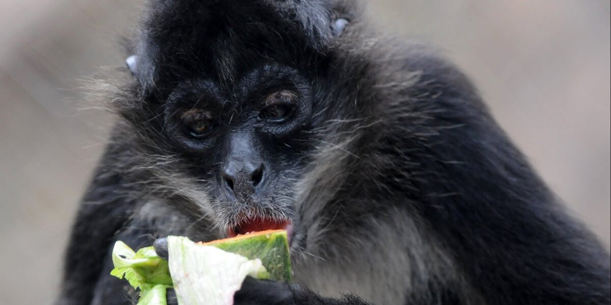 Spider monkeys share 'insider knowledge' about this key aspect of life, study finds