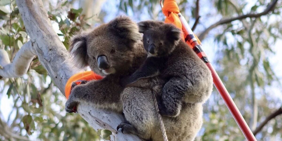 The dilemma facing Australian koala conservationists - too many koalas