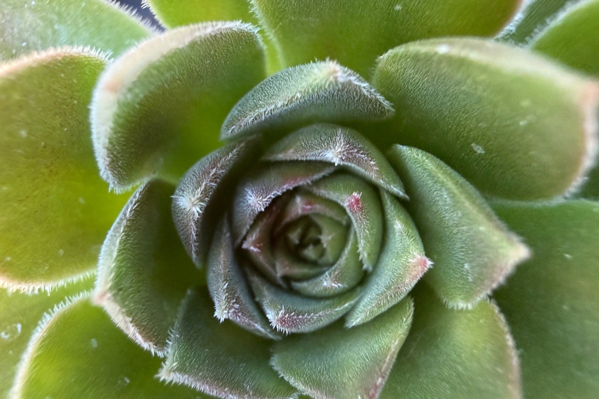 This winter, bring the warmth of the desert indoors with big, bold succulents