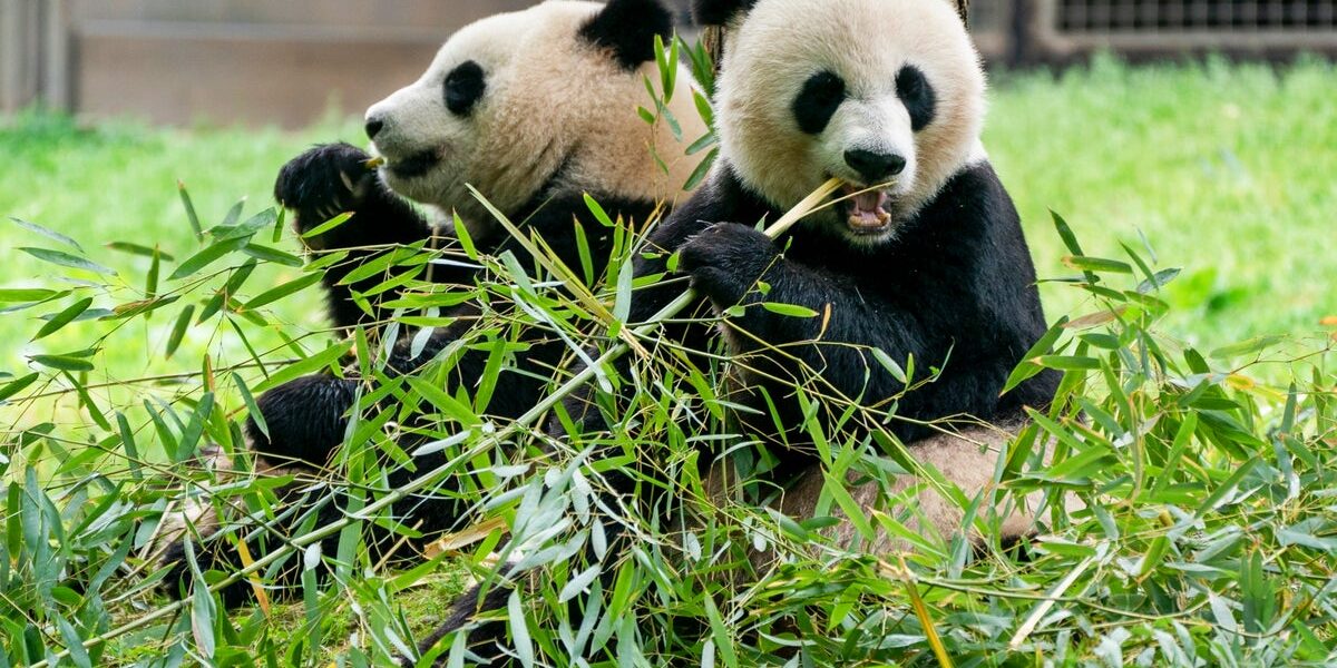 Two men detained in China for claiming male giant pandas 'successfully mated'