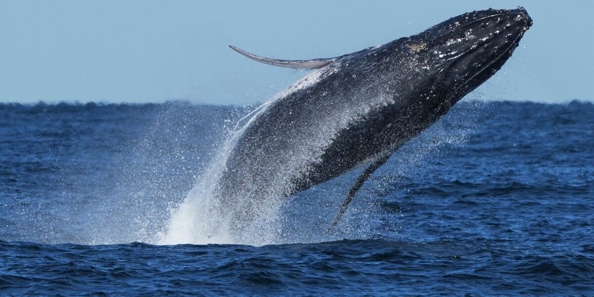 Whales are now 'sharing' food as climate change causes food shortages
