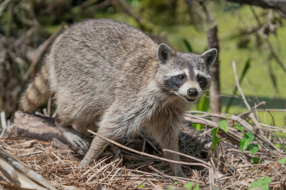 What raccoon brain research tells us about human intelligence