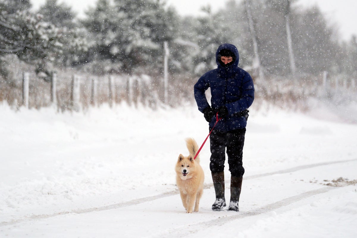 When is it too cold to walk your dog? Here's how to best prepare your pet