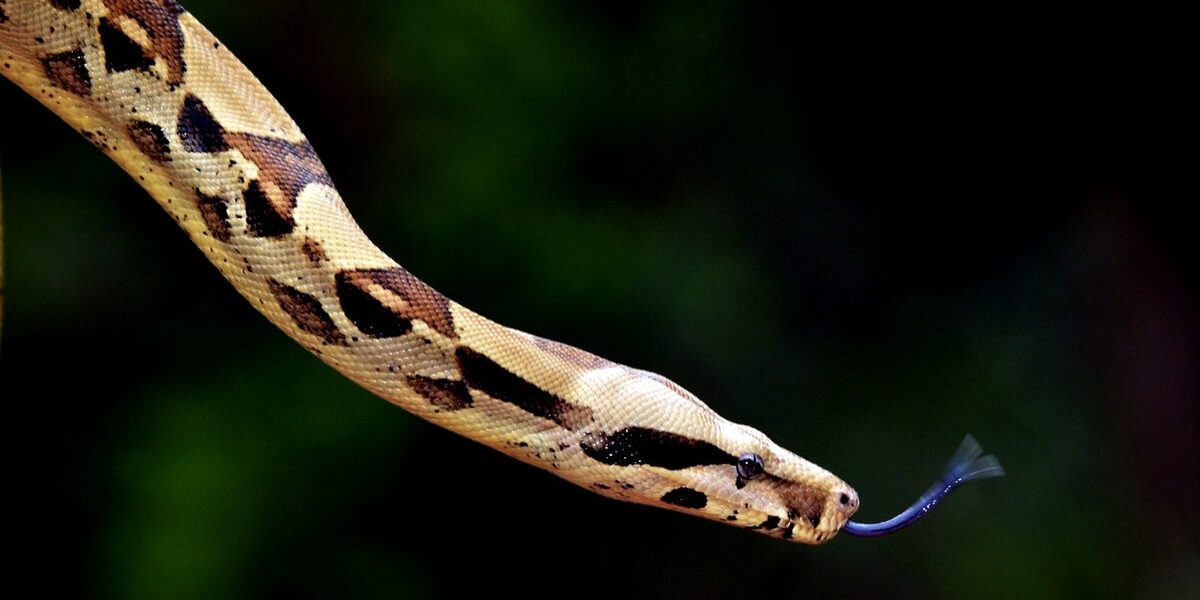 Woman woke up and found a python coiled around her chest: "Baby, don't move"