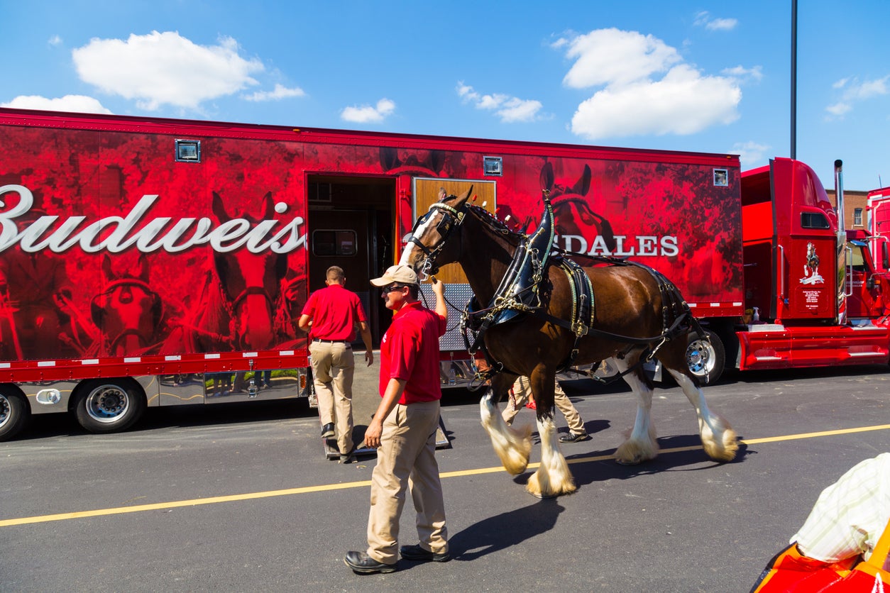Clydesdale beer has long been a symbol of Budweiser beer